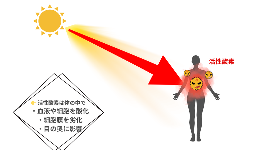 内側からの紫外線対策 ― 抗酸化栄養素はどこでどう効く？
