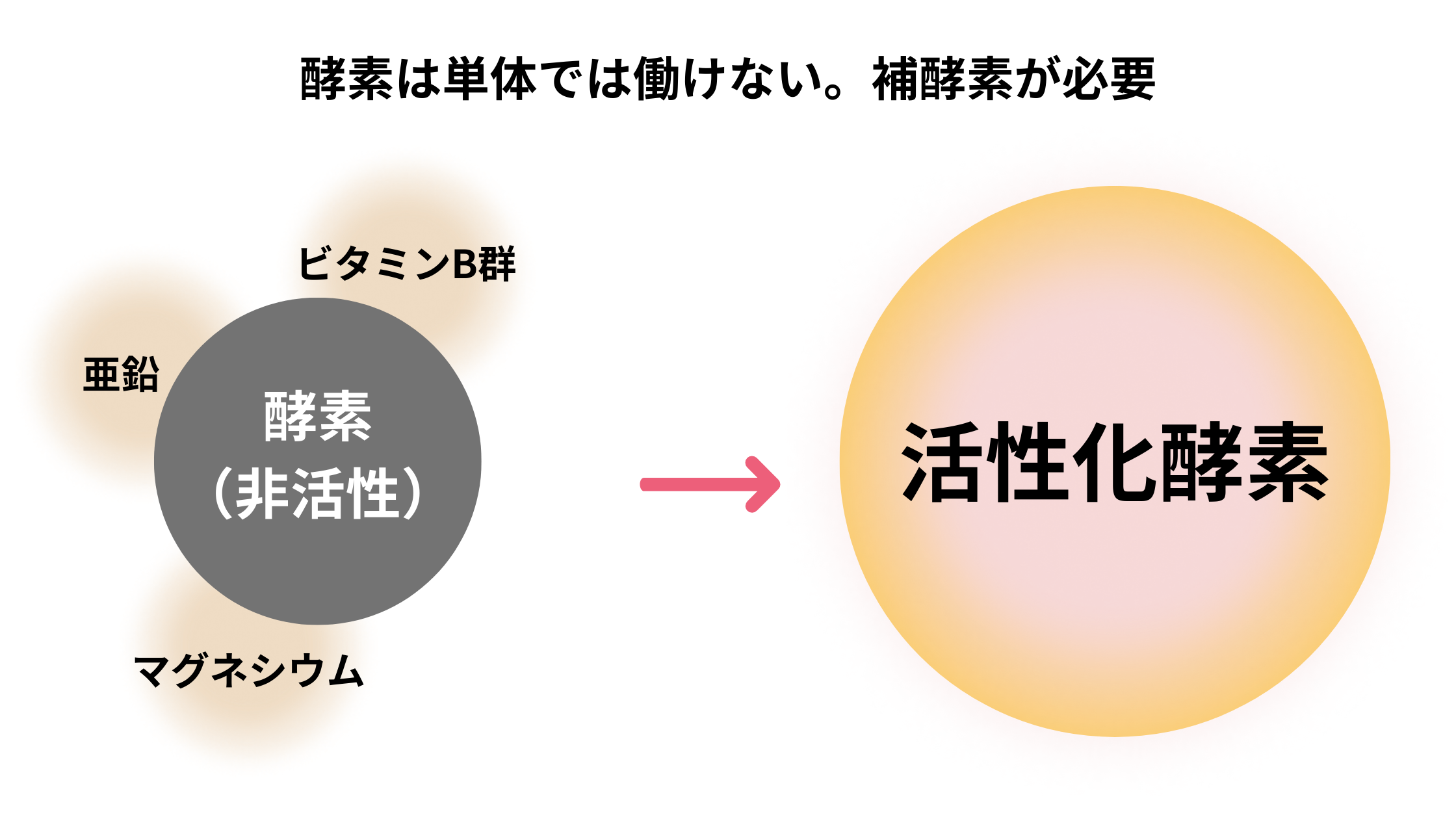 夏でも食べやすいタンパク質 ― 酵素から考える食欲低下と対策